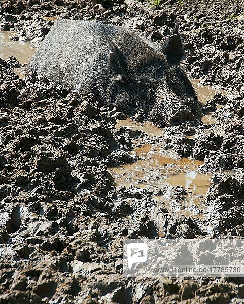 Wildschwein  Wildschweine (Sus scrofa)  Schweine  Schwein  Huftiere  Paarhufer  Säugetiere  Tiere  Eurasian Wild Boar sow  wallowing in mud on farm  Chipping  Lancashire  England  april