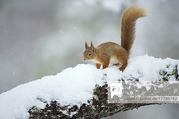 Eurasian Red Squirrel (Sciurus vulgaris) adult  standing on branch in deep snow  Cairngorm N. P. Highlands  Scotland  United Kingdom  Europe