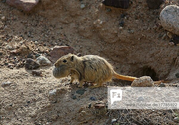Große Rennmaus (Rhombomys opimus)  Große Rennmäuse  Nagetiere  Säugetiere  Tiere  Great Gerbil adult  carrying young in mouth  moving to new nest  Almaty Province  Kazakhstan  june