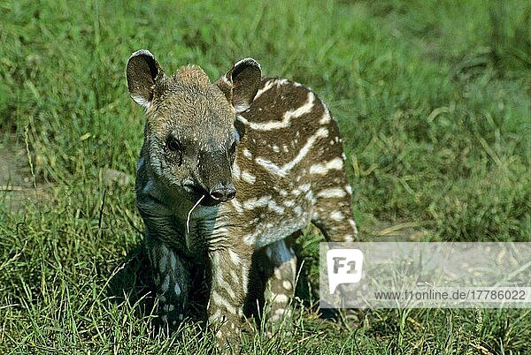 Südamerikanischer Tapir (Tapirus terrestris) Nahaufnahme  Baby steht auf Gras  Gras im Mund