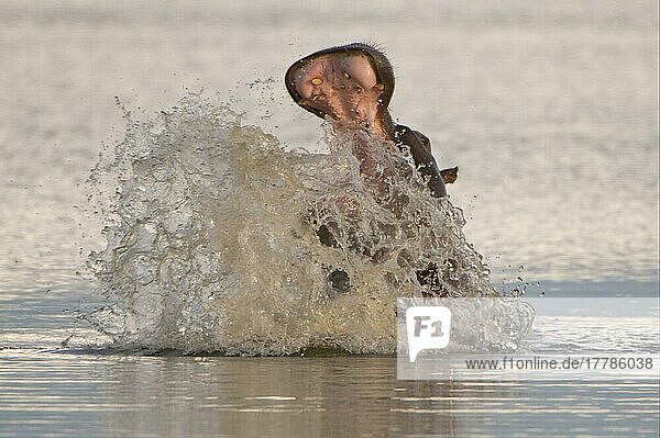 Flusspferd  Flusspferde (Hippopotamus amphibius)  Nilpferd  Nilpferde  Huftiere  Paarhufer  Säugetiere  Tiere  Hippopotamus adult  in aggressive display  splashing water  Kwando  Linyanti  Botswana  Afrika