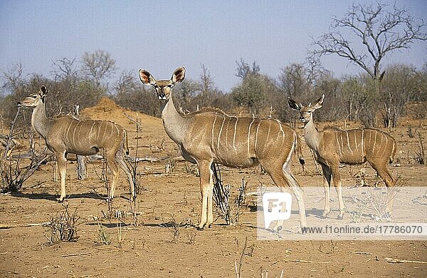 Großer Kudu (Tragelaphus strepsiceros)  Große Kudus  Antilopen  Huftiere  Paarhufer  Säugetiere  Tiere  Greater Kudu two adult females  with young male  Botswana  Afrika
