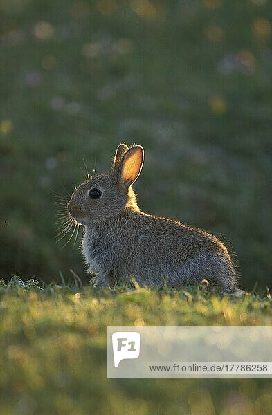Europäisches Kaninchen (Oryctolagus cuniculus) Junges Kaninchen bei Abendlicht/North Uist  Hebriden