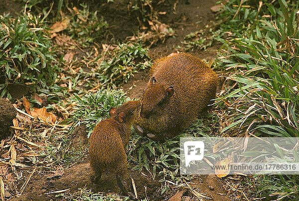 Mittelamerikanisches Aguti (Dasyprocta punctata)  Mittelamerikanische Agutis  Nagetiere  Säugetiere  Tiere  Central American Agouti Adult with young  nose to nose (S)  Costa Rica  Mittelamerika