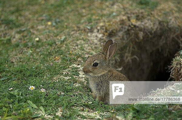 Europäisches Kaninchen (Oryctolagus cuniculus) Junges Kaninchen am Eingang zum Bau  North Uist  Hebriden