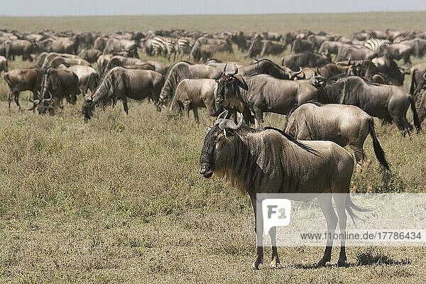 Wildebeest  Migration  Serengeti  Tanzania  Connochaetus taurinus albojubatus Africa  Africa