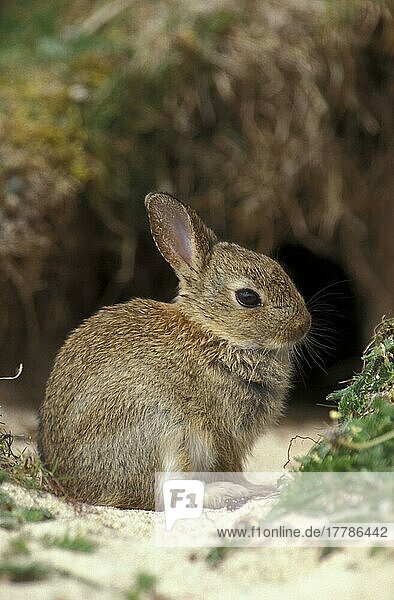 Europäisches Kaninchen (Oryctolagus cuniculus) Junges Kaninchen am Eingang zum Bau  North Uist  Hebriden