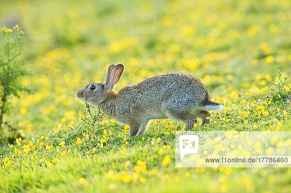 Erwachsenes europäisches Kaninchen (Oryctolagus cuniculus)  duftend  Reiben am Kinn  auf Küstengrasland  North Downs  Folkestone  Kent  England  Sommer