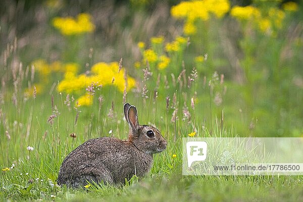 Erwachsenes europäisches Kaninchen (Oryctolagus cuniculus)  sitzend im Grasland  Edinburgh  Schottland  Sommer