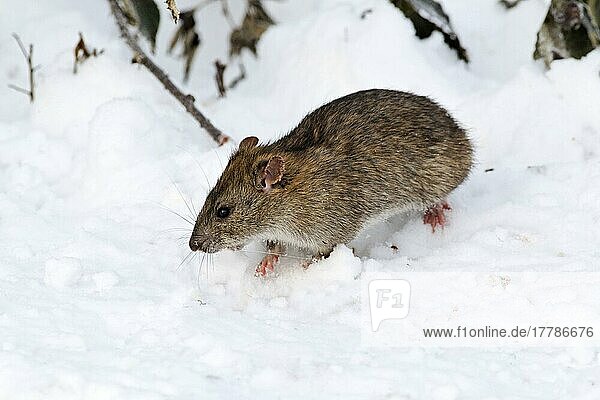 Braune Ratte (Rattus norvegicus) erwachsen  im Schnee stehend  West Midlands  England  Dezember