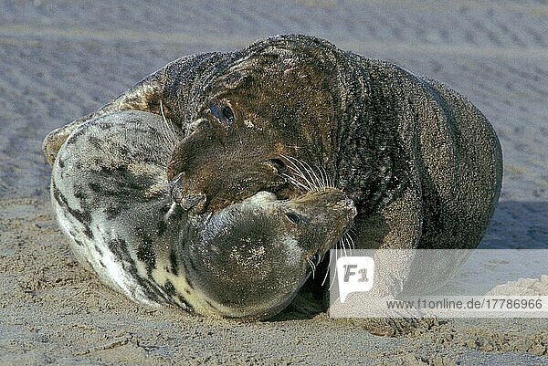 Kegelrobbe  Kegelrobben (Halichoerus grypus)  Meeressäuger  Raubtiere  Robben  Säugetiere  Tiere  Grey Seal Pair mating on sandy beach