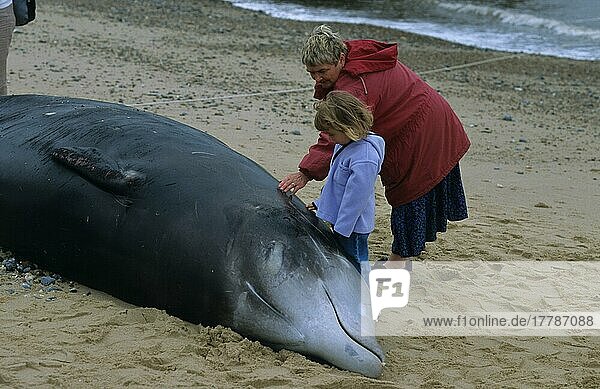 Cuvierschnabelwal  Cuvierschnabelwale  Zahnwale  Meeressäuger  Säugetiere  Tiere  Wale  Cuvier's Beaked Whale (Ziphius cavirostrisinga) Adult and child looking at stranded whale  Ostend  Norfolk