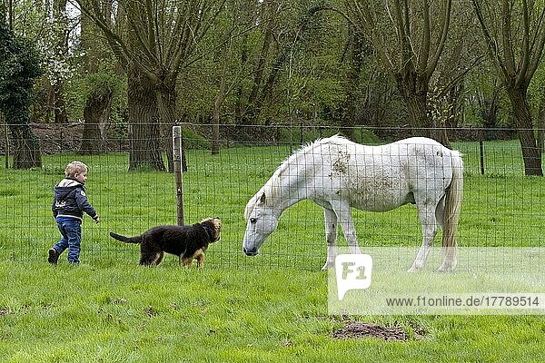 Boy and German Shepherd  Puppy  Meet Horse