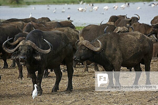Cape buffalo (Syncerus caffer) herd and cattle egret (Bubulcus ibis)  Lake Manyara National Park  Tanzania  Africa