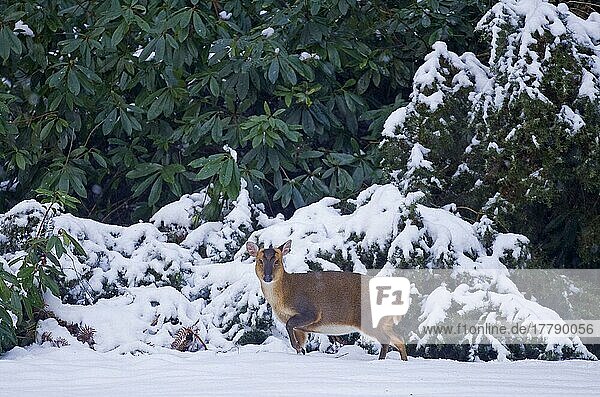 Chinese chinese muntjac (Muntiacus reevesi) introduced species  adult female standing in snow  Norfolk  England  winter