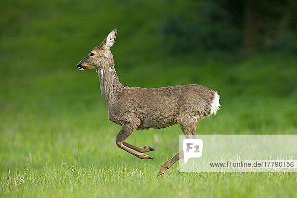 Reh  Rehe (Capreolus capreolus)  Hirsche  Huftiere  Paarhufer  Säugetiere  Tiere  Roe Deer doe  running across fallow field  Oxfordshire  England  freistellbar