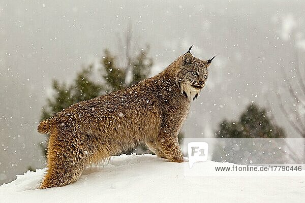 Kanadischer Luchs (Lynx canadensis) erwachsen  steht bei Schneefall im Schnee  Montana  U. S. A. Januar (in Gefangenschaft)