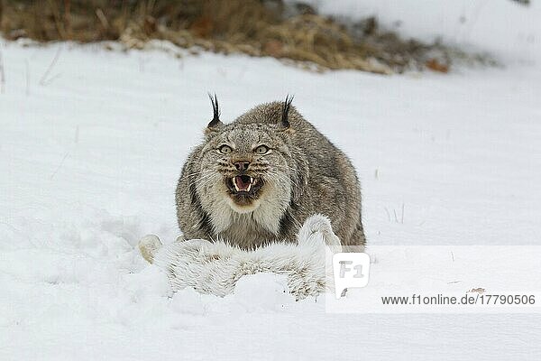 Kanadischer Luchs (Lynx canadensis) erwachsen  auf Schnee mit aggressiver offener Maulhaltung zum Schutz der Beute Schneeschuhhasen (Lepus americanus)  Minnesota (in Gefangenschaft)  Januar  USA  Nordamerika