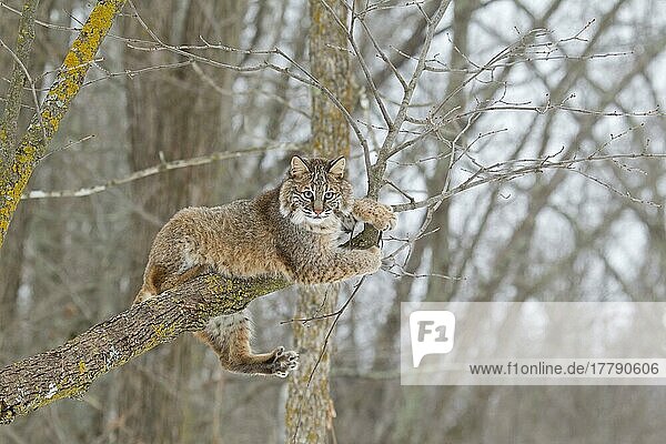 Bobcat (Lynx rufus) adult  resting on tree branch  Minnesota  U. S. A. January (captive)