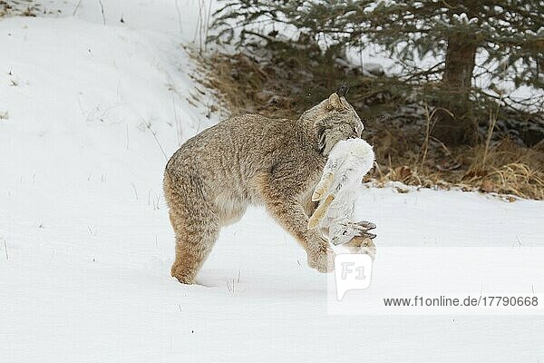 Kanadischer Luchs (Lynx canadensis) ausgewachsen  geht auf Schnee in Waldlichtung mit Schneeschuhhasen (Lepus americanus) Beute  Minnesota  U. S. A. Januar (in Gefangenschaft)