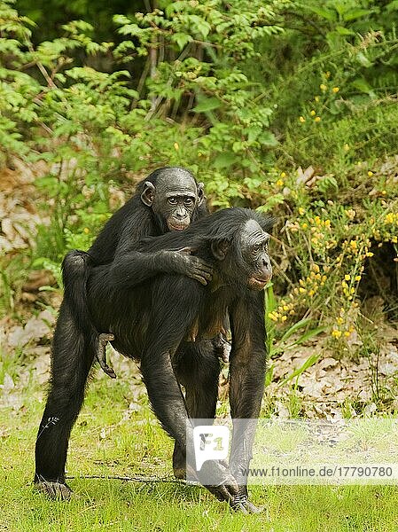 Bonobo  Zwergschimpanse  Bonobos  Zwergschimpansen (Pan paniscus)  Affen  Menschenaffen  Primaten  Säugetiere  Tiere  Bonobo adult female  carrying young on back  captive