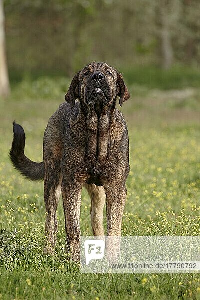Haushund  Spanischer Mastiff  unreife Hündin  bellende Hündin  Extremadura  Spanien  April  Europa