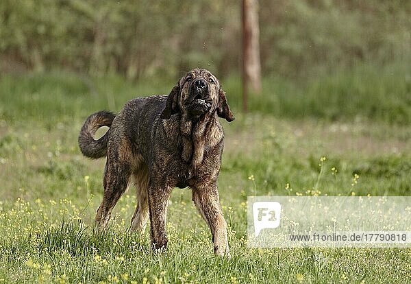 Haushund  Spanischer Mastiff  unreife Hündin  bellende Hündin  Extremadura  Spanien  April  Europa