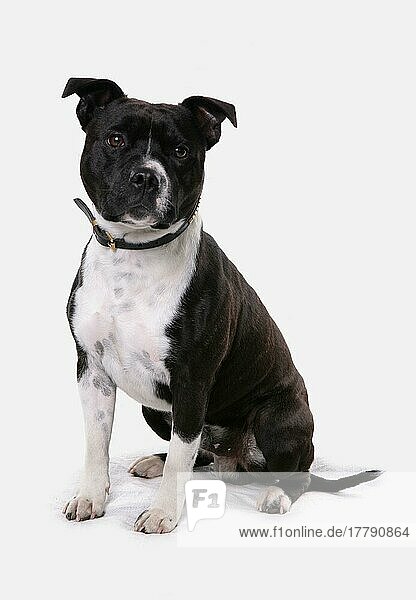 Haushund  Staffordshire Bull Terrier  erwachsene Hündin  mit Halsband  sitzend