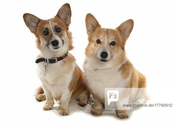 Haushund  Pembroke Welsh Corgi  zwei Erwachsene  sitzend