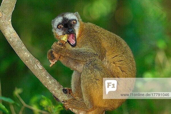 Rotstirn-Brauner Lemur (Eulemur rufus) adult  ernährt sich von Tamarindensamen im Regenwald der Galerie  Berenty Nature Reserve  Süd-Madagaskar  August