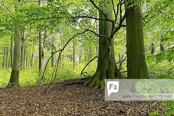 Rotbuchen (Fagus silvatica)  Naturschutzgebiet Hülser Berg  Krefeld  Nordrhein-Westfalen  Deutschland  Europa