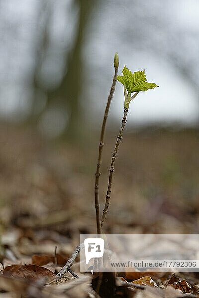 Junger Bergahorn (Acer pseudoplatanus)  Lookdyk  Krefeld  Nordrhein-Westfalen  Deutschland  Europa