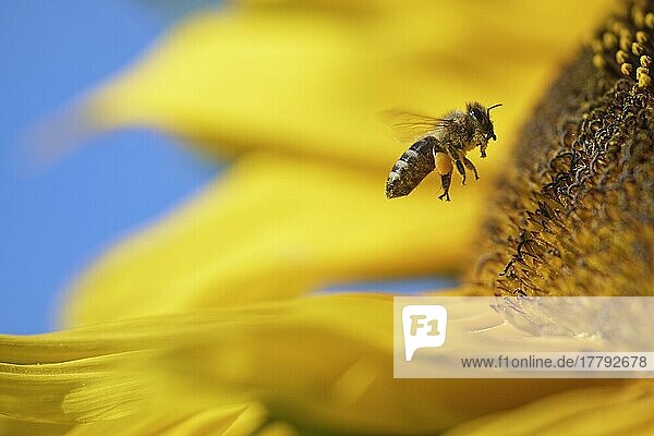 Honigbiene (Apis mellifera) auf Sonnenblume (Helianthus annuus)  Nordrhein-Westfalen  Deutschland  Europa