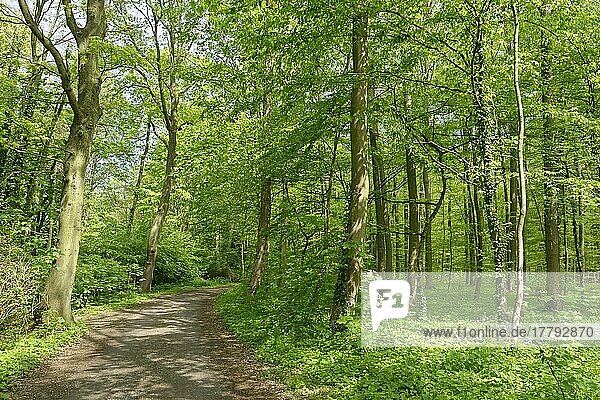 Waldweg durch Rotbuchenwald (Fagus silvatica)  Naturschutzgebiet Hülser Berg  Hüls  Krefeld  Nordrhein-Westfalen  Hülser Berg  Deutschland  Europa