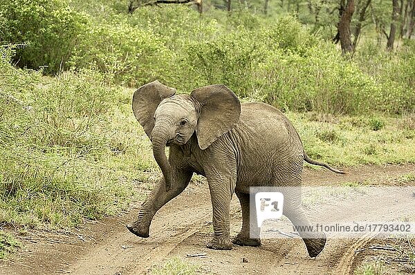 Afrikanischer Elefant  Jungtier