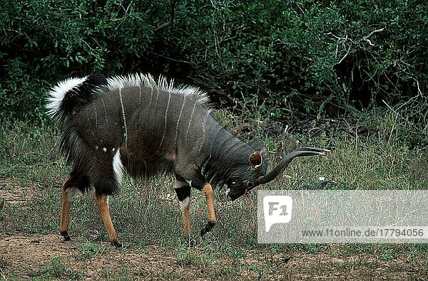 Nyala  männlich  Mkuzi Wildschutzreservat  Südafrika (Tragelaphus angasi)  Tieflandnyala  Säugetiere  Huftiere  Paarhufer  Imponierverhalten  außen  draußen  seitlich  Seite  Querformat  horizontal  erwachsen  stehen  stehend