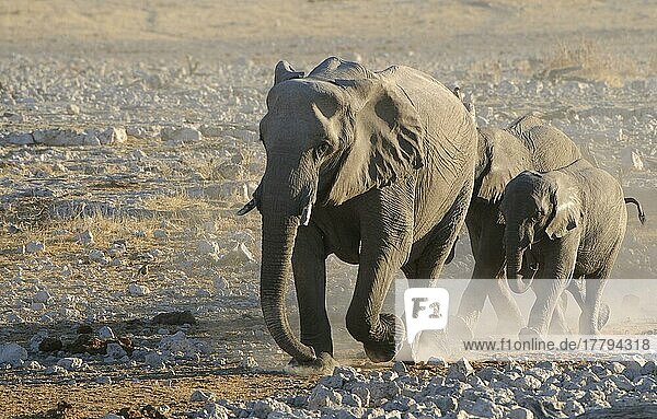Afrikanischer (Loxodonta africana) Elefantnische Elefanten  Elefanten  Säugetiere  Tieren Elephant adult and young  walking to waterhole in evening  Etosha N. P. Kunene  Namibia  Afrika