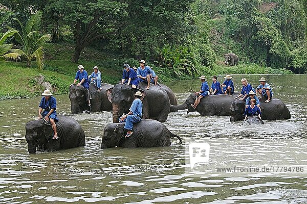 Asiatischer Elefant  Indischer Elefant  Asiatische Elefanten (Elephas maximus)  Indische Elefanten  Elefanten  Säugetiere  Tiere  Asian Elephant adults  bathing with mahouts and tourists  Elephant Conservation Centre  Thailand  november  Reitelefant  Asien