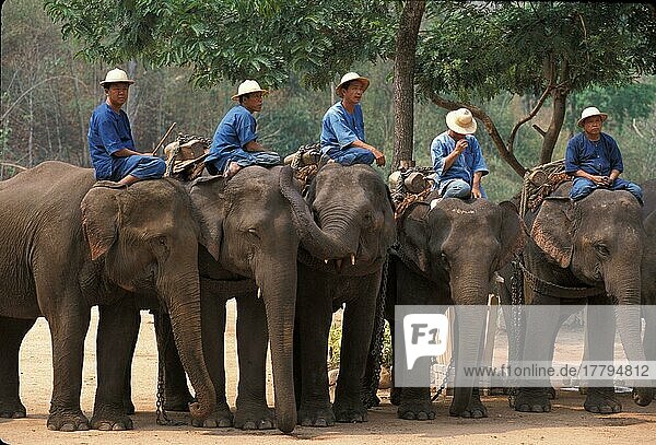 Asiatischer Elefant  Indischer Elefant  Asiatische Elefanten (Elephas maximus)  Indische Elefanten  Elefanten  Säugetiere  Tiere  Domestic Asian Elephant At the Thai Elephant Conservation Centre (S)  Arbeitselefant  Reitelefant
