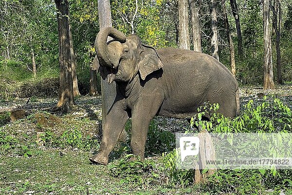 Asiatischer Elefant  Indischer Elefant  Asiatische Elefanten (Elephas maximus)  Indische Elefanten  Elefanten  Säugetiere  Tiere  Asian Elephant tuskless bull  in aggressive display  Kabani Forest  Nagarhole N. P. Karnataka  India