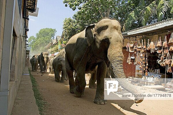 Asiatischer Elefant  Indischer Elefant  Asiatische Elefanten (Elephas maximus)  Indische Elefanten  Elefanten  Säugetiere  Tiere  Asian Elephant Pinnswela elephant Orphanage  Sri Lanka  Reitelefant  Arbeitselefant  Elefantenwaisenhaus  Asien