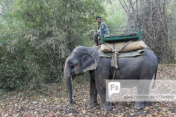 Asiatischer Elefant  Indischer Elefant  Asiatische Elefanten  Indische Elefanten (Elephas maximus indicus)  Elefanten  Säugetiere  Tiere  Asian Elephant domesticated adult  carrying mahout  standing in forest  Kanha N. P. Madhya Pradesh  India  March