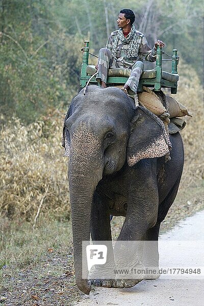 Asiatischer Elefant  Indischer Elefant  Asiatische Elefanten  Indische Elefanten (Elephas maximus indicus)  Elefanten  Säugetiere  Tiere  Asian Elephant domesticated adult  carrying mahout  walking on track in forest  Kanha N. P. Madhya Pradesh  India