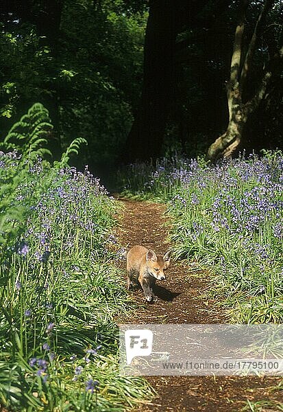 Red fox  red foxes  Fox  Foxes  Canines  Predators  Mammals  Animals  European Red Fox (Vulpes vulpes) Cub on path in bluebell wood (S)