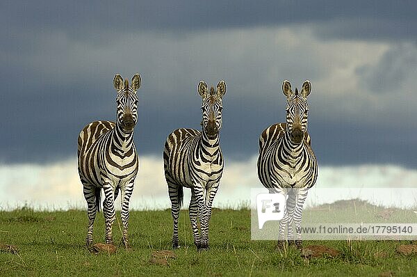 Gemeines Zebra (Equus quagga) drei Erwachsene  zusammen stehend  Masai Mara  Kenia  Afrika