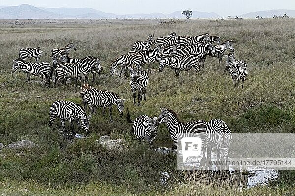 Zebra (Equus quagga) -Herde  trinkt am Wasserloch im Savannen-Lebensraum  Serengeti N. P. Tansania  November