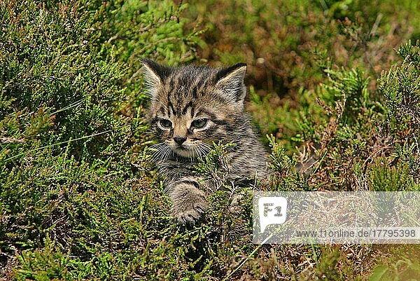 European Wild Cat (Felis silvestris) kitten  sitting in heather  Scotland  United Kingdom  Europe