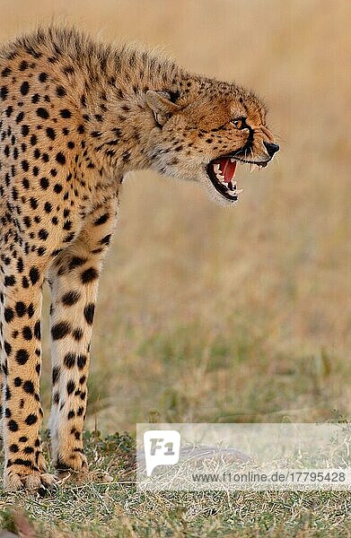 Gepard (Acinonyx jubatus) Aggression  Knurren  Masai Mara  Kenia  Afrika