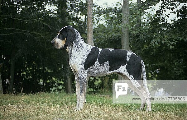 Haushund  Grand Bleu De Gascogne (Frankreich) (Spürhund) Stehend