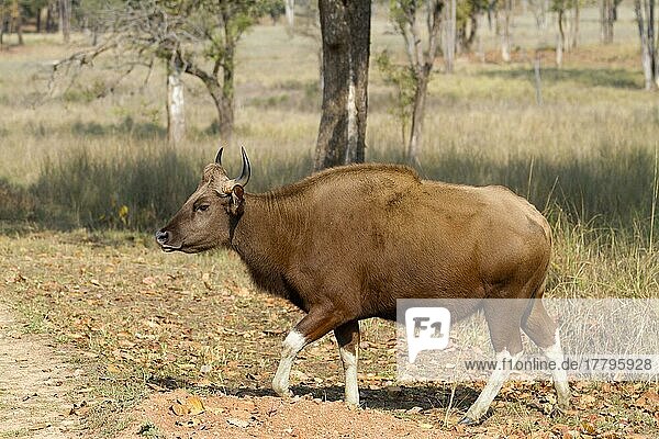 Gaur (Bos gaurus)  adult female  walking on the edge of the path in the open forest  Kanha N. P. Madhya Pradesh  India  Asia